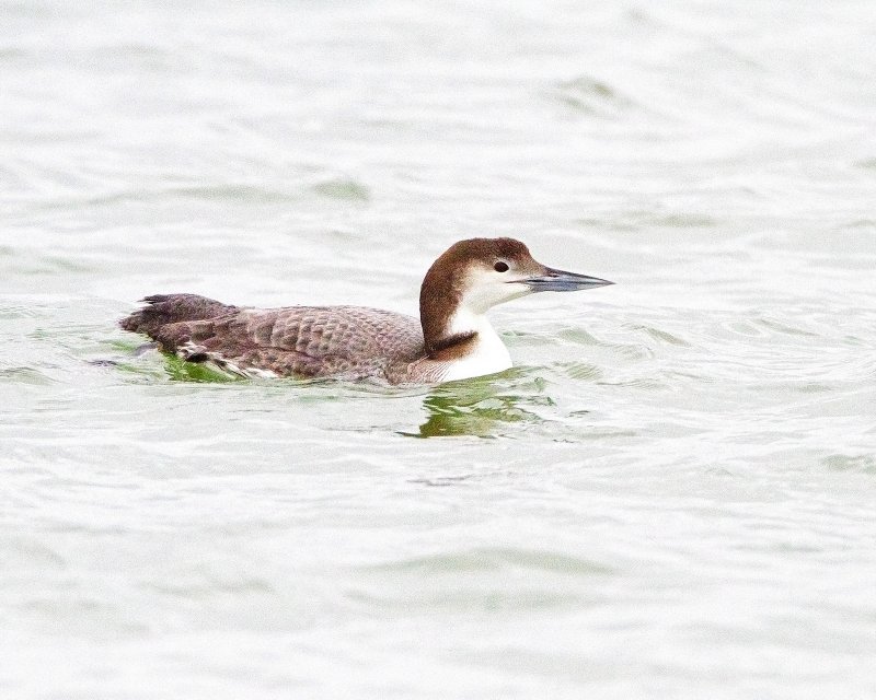 Common_Loon-110103-122254.jpg