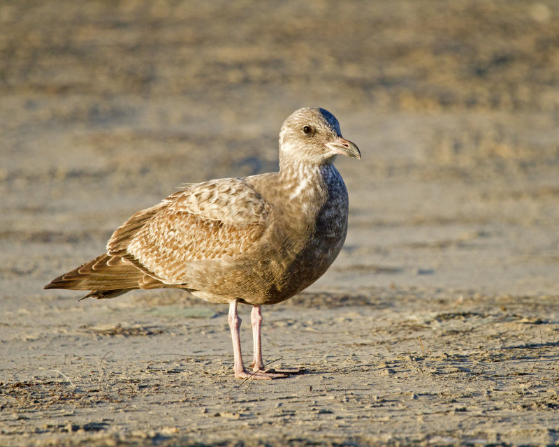 Herring_Gull-110106--075941.jpg