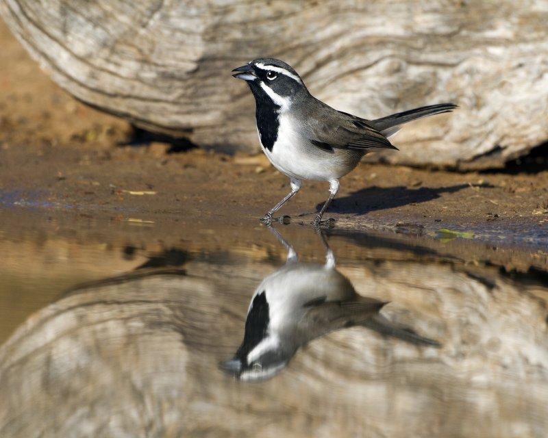 Black-Throated_Sparrow-085739.jpg