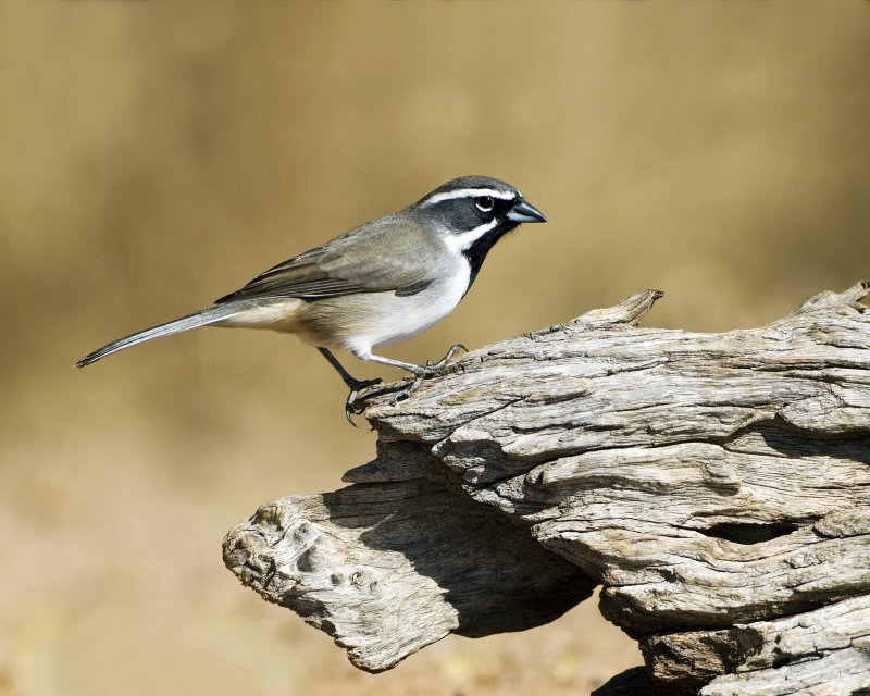 Black-Throated_Sparrow-103720.jpg