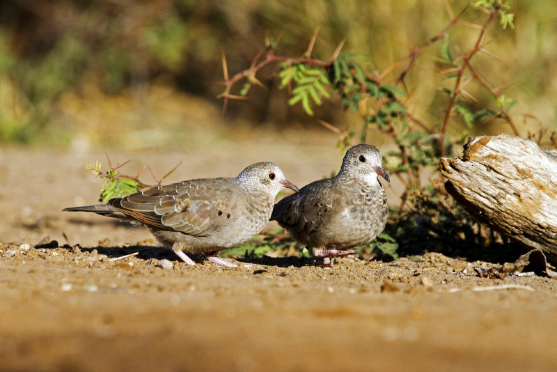Common_Ground_Dove-083820-a.jpg
