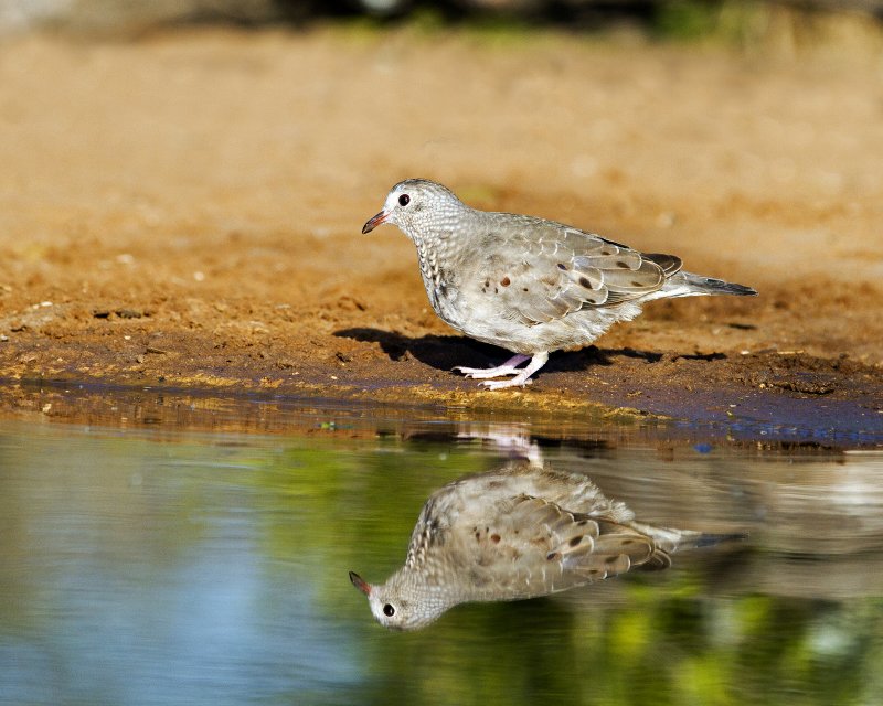 Common_Ground_Dove-084610.jpg