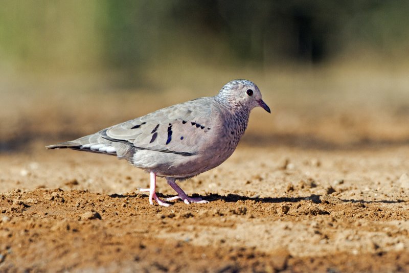 Common_Ground_Dove-103451.jpg