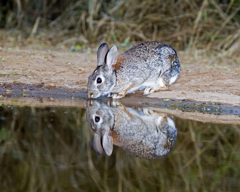 Cotton-Tail_Rabbit-170731.jpg