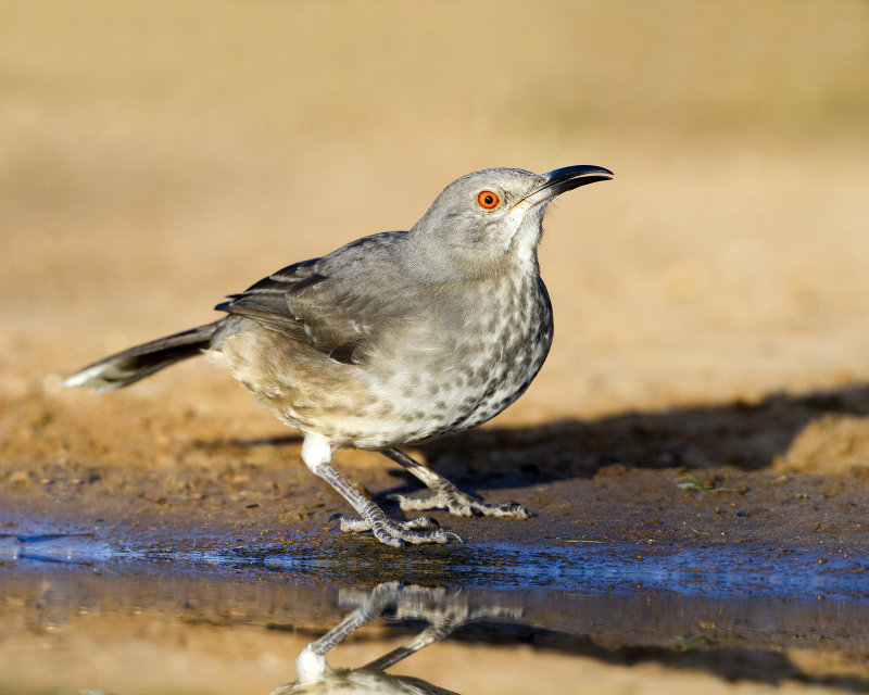 Curved-Bill_Thrasher-075239.jpg