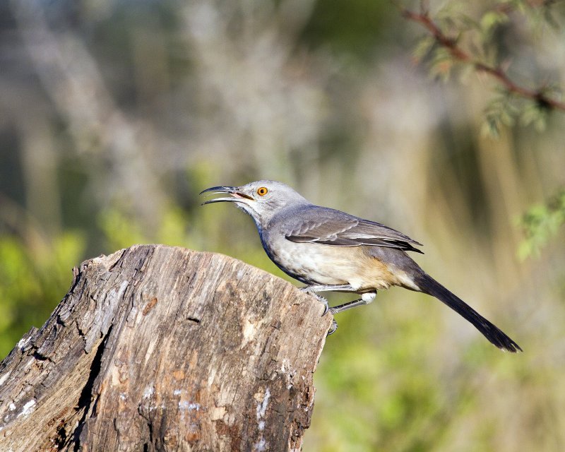 Curved-Bill_Thrasher-080250.jpg