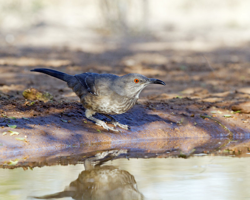 Curved-Bill_Thrasher-091001.jpg