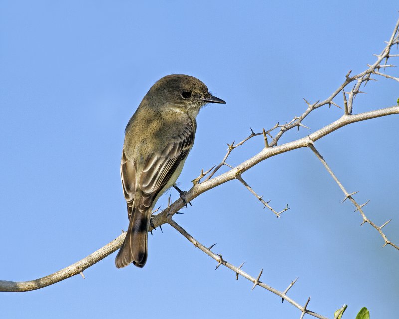 Eastern_Phoebe-093005.jpg