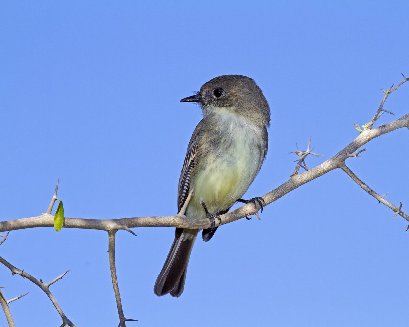 Eastern_Phoebe-094812.jpg