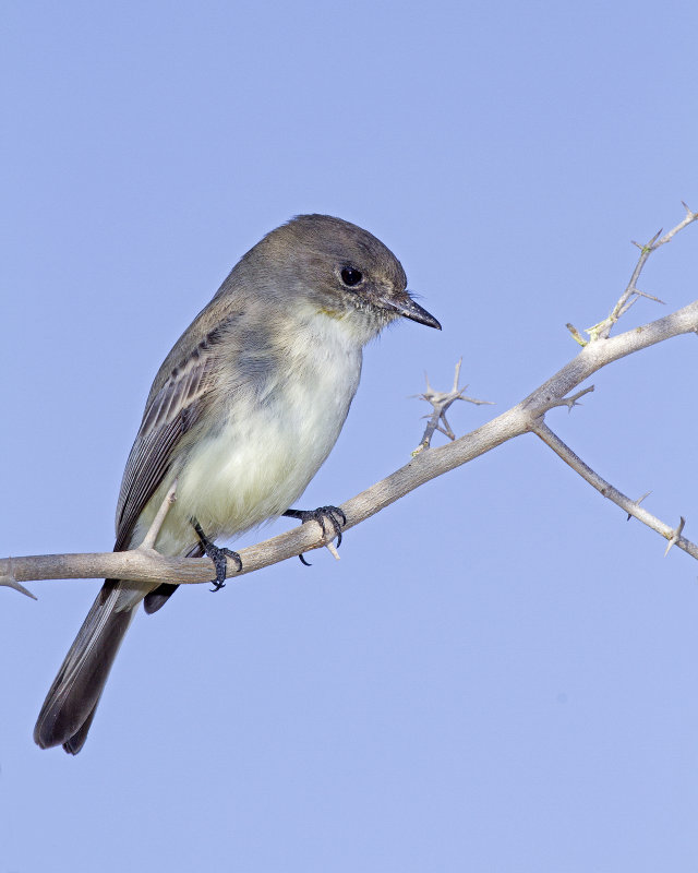 Eastern_Phoebe-094847.jpg