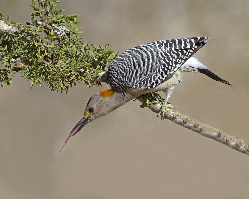 Golden-Fronted_Woodpecker-143523.jpg