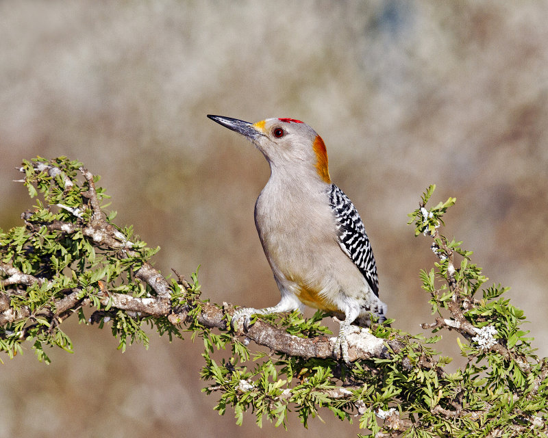 Golden-Fronted_Woodpecker-162319.jpg