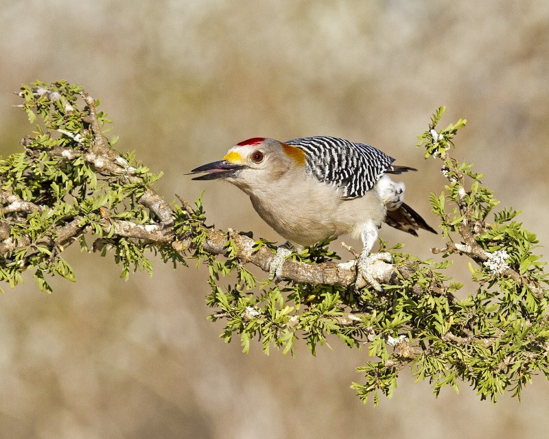 Golden-Fronted_Woodpecker-162321-c.jpg