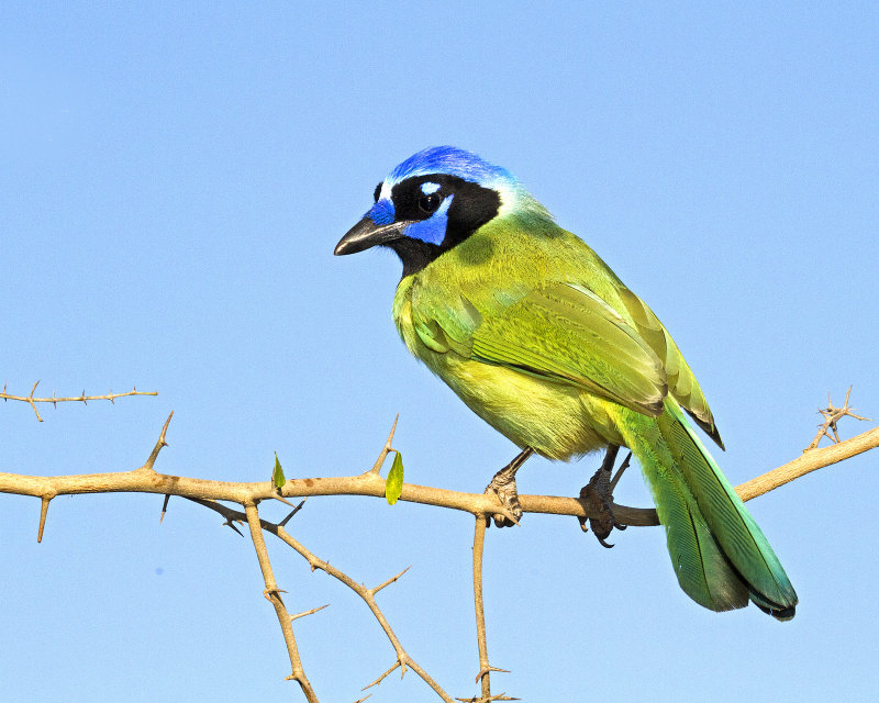 Green_Jay-082157.jpg