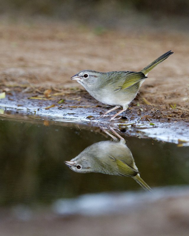 Olive_Sparrow-172144.jpg