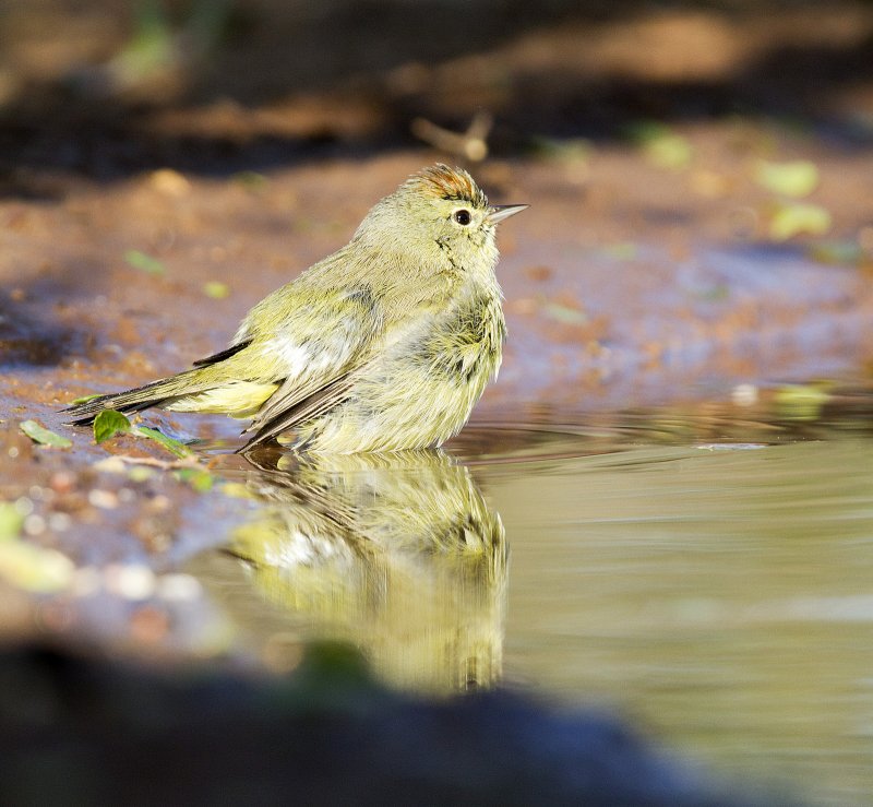 Orange-Crowned_Warbler-090156.jpg