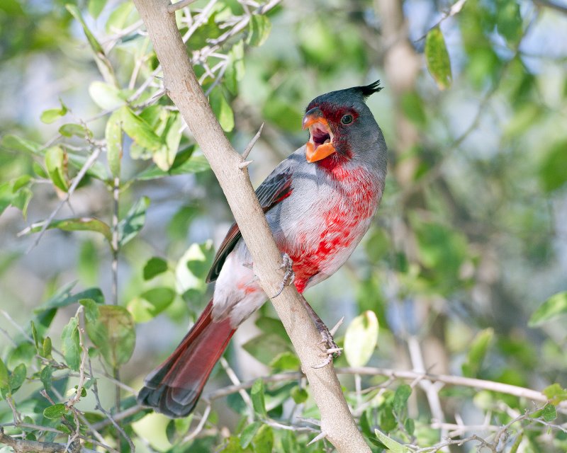 Pyrrhuloxia-102009.jpg