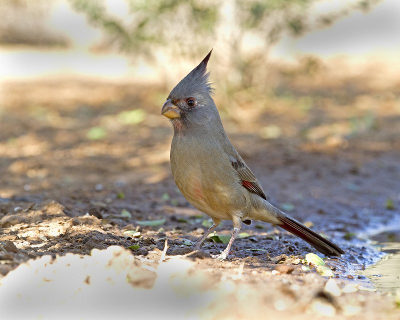 Pyrrhuloxia-103311.jpg