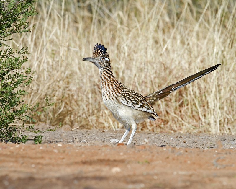 Road-Runner-103612.jpg