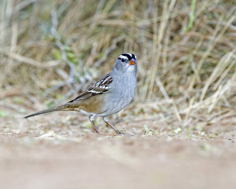White-Crowned_Sparrow-170055-c.jpg