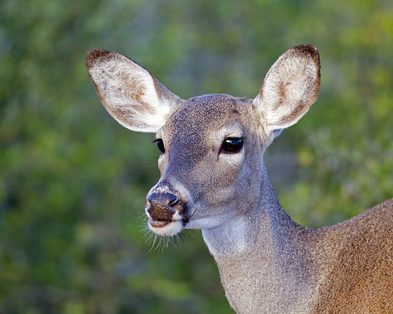 White-Tailed_Deer-073346.jpg