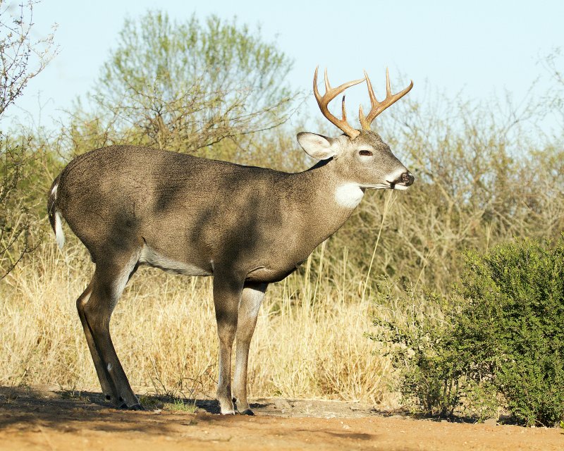 White-Tailed_Deer-082905.jpg