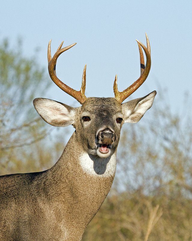 White-Tailed_Deer-083005.jpg