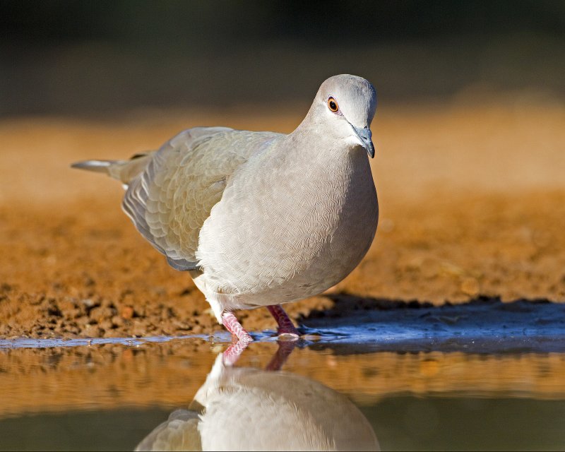 White-Tipped_Dove-092711-a.jpg