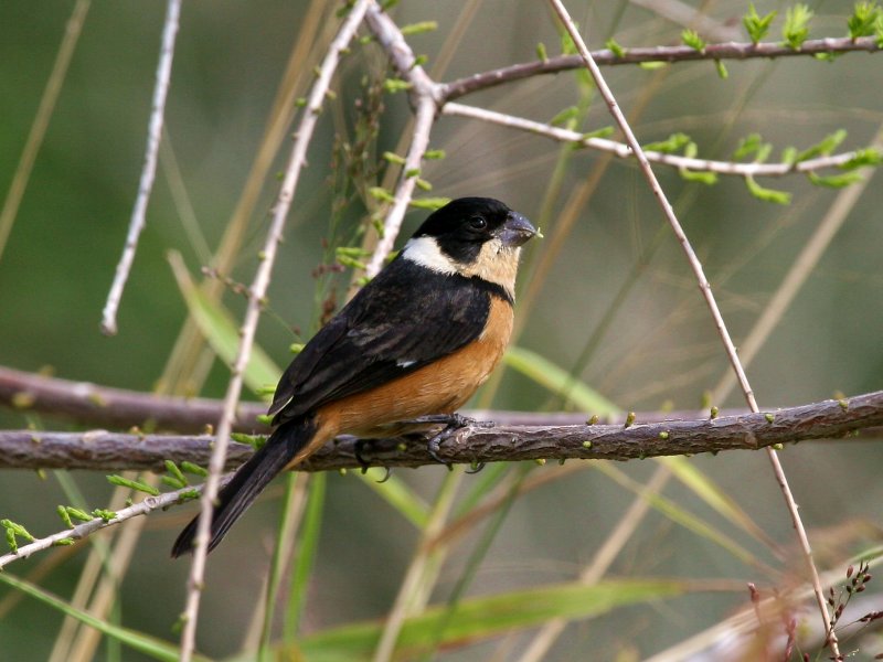White-Collared Seedeater 1.jpg