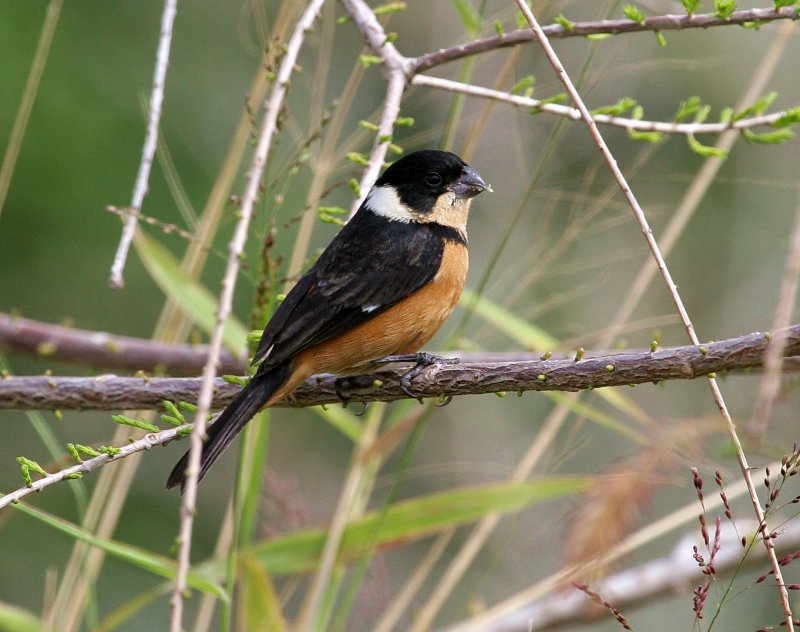 White-Collared Seedeater 2.jpg