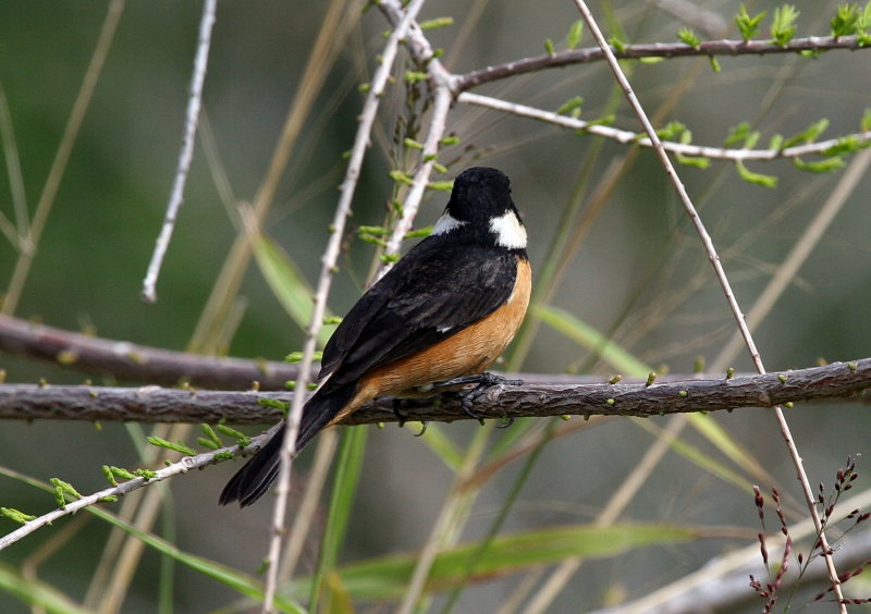 White-Collared Seedeater 4.jpg