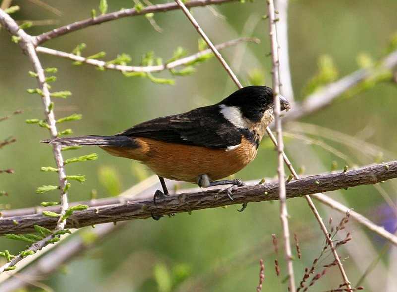 White-Collared Seedeater 5.jpg