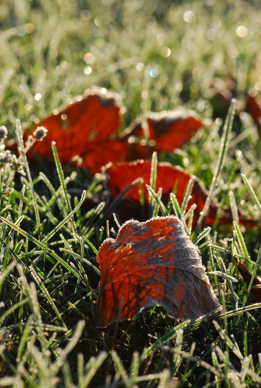 The first hard frost