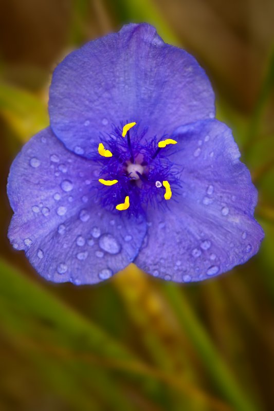 Tradescantia