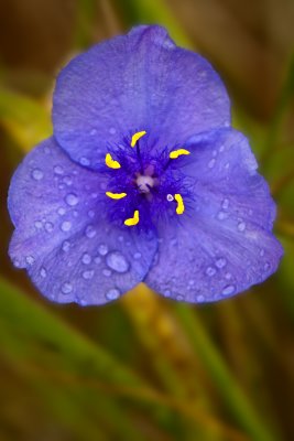 Tradescantia