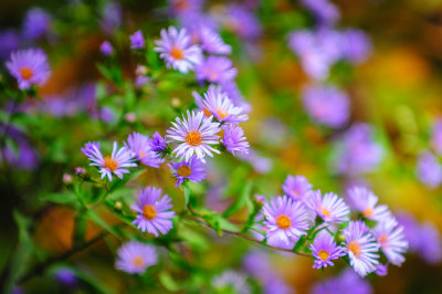 Blue Aster