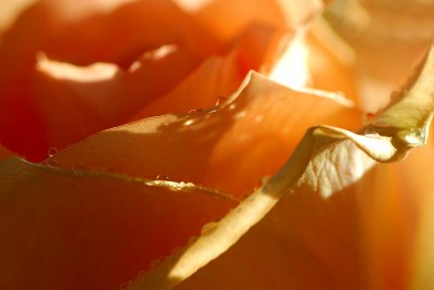 A morning with a rose