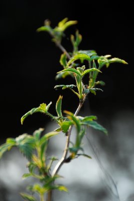 Wild Raspberry