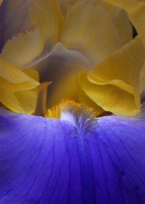 Glorious Iris