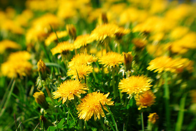 Dandelions everywhere...