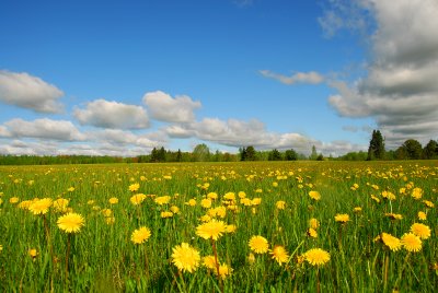 Blue sky, moving clouds and a field of dandelions - that's spring!