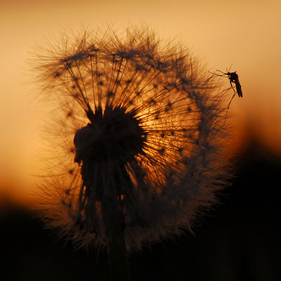 An abundance of mosquitoes