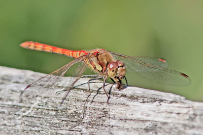 Dragonflies