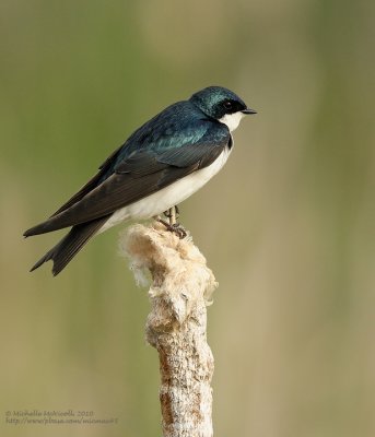 Hirondelle bicolore