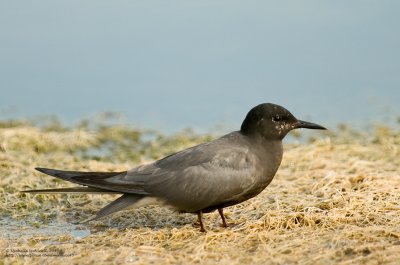 Guifette noire