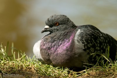 Un beau pigeon ;-)