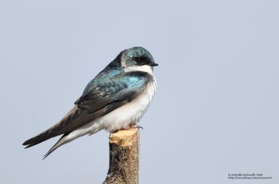 Hirondelle bicolore