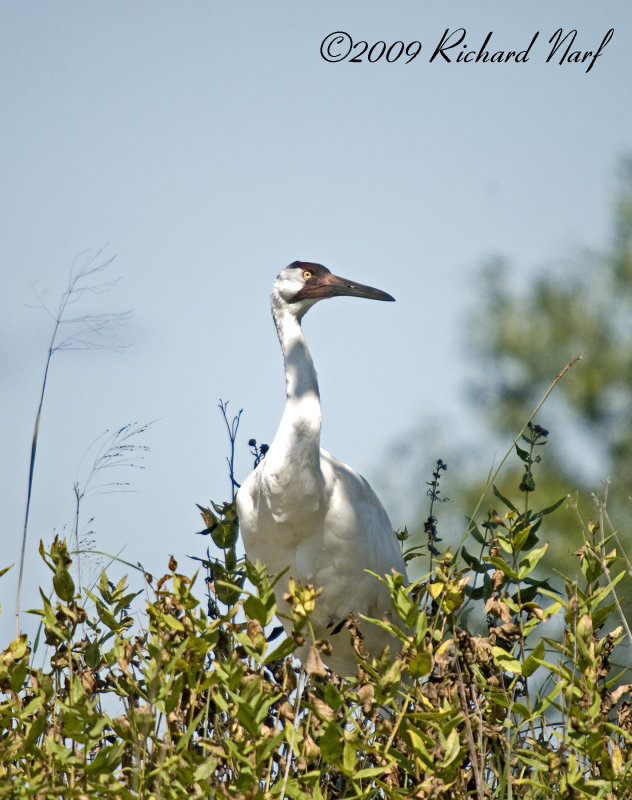 WHOOPING CRANE