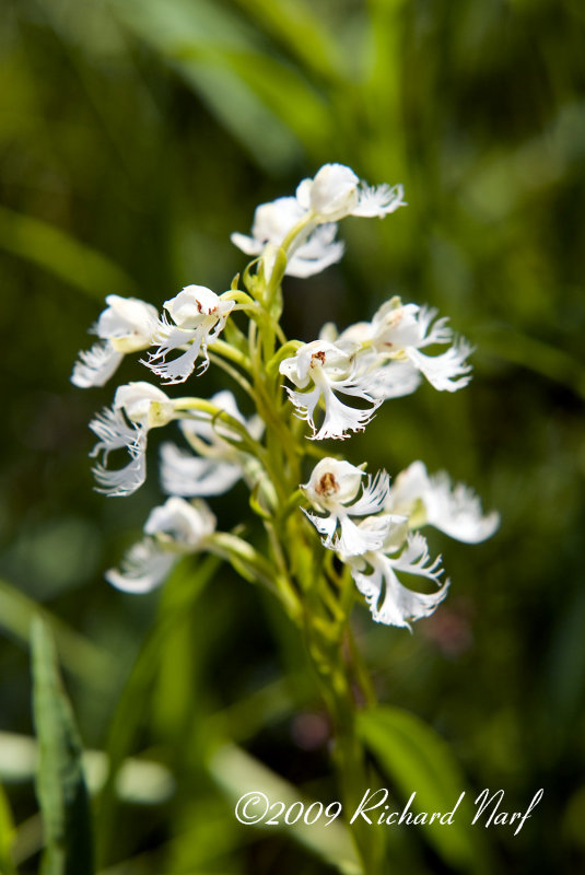 Eastern Prairie Fringed Orchid: Platanthera leucophaea