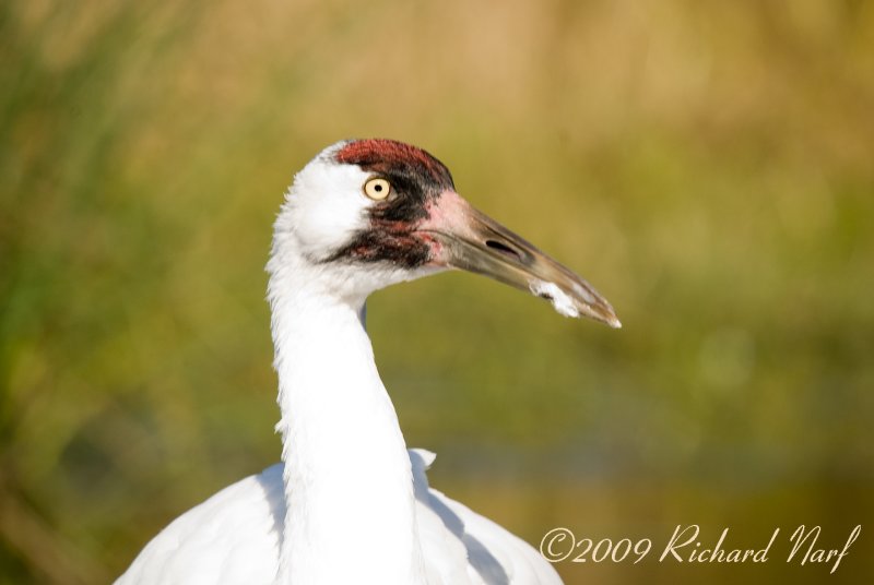 WHOOPING CRANE